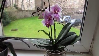 Spring Orchid Update [upl. by Froh]