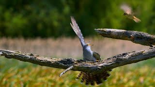 Birds fighting – Common cuckoo vs sedge warbler [upl. by Eenehs]