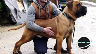 BOERBOEL VS PITBULL [upl. by Legnalos]