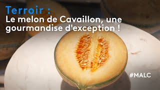 Terroir  le melon de Cavaillon une gourmandise dexception [upl. by Batholomew511]