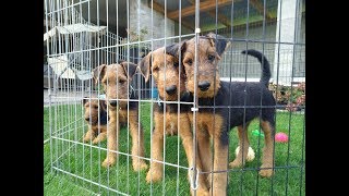 Airedale Terrier Welpen September 2019 [upl. by Ynove]