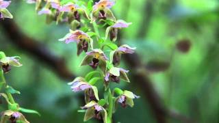 wild orchids in swiss forest [upl. by Cinimmod]