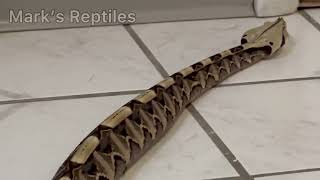 Gaboon Viper Rectilinear Locomotion [upl. by Cudlip580]