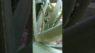 Alovera plants care gardening plants viralshort subs [upl. by Birck]