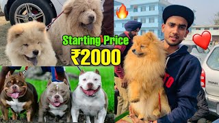 Cheapest Dogs Market In Delhi NCR  German Shepherd Husky Pitbull  Dog in 699  Ak Pet Shop [upl. by Lemraj134]