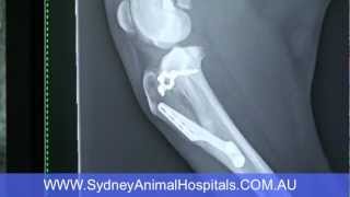 Sydney Animal Hospitals Dog Cruciate Ligament Surgery Brooklyn PreOp Xray [upl. by Kondon]