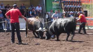 スイス闘牛女王の闘い Switzerland VS Le Châble Combats de Reines Queen [upl. by Fritts249]