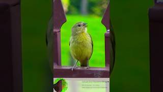 Canto da Fêmea do Canário da Terra para Esquentar o Macho viral aves passaros birds canario [upl. by Ahse493]