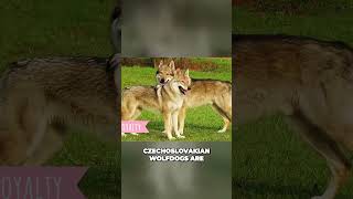 Meet the Czechoslovakian Wolfdog  Loyal and Versatile Dog breed [upl. by Lavine343]