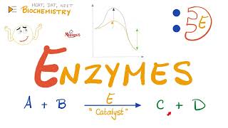 Enzymes  Catalysts  Structure amp Function  Biochemistry 🧪 [upl. by Scarrow]