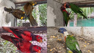 Lory Parrots  Lorikeet Parrots Breeding Setup  M Birds [upl. by Chrisy195]