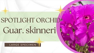 Spotlight OrchidLarge Specimen Size [upl. by Dennet780]