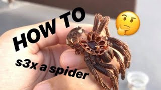 NO MORE ASSUMING GENDERS  How to tell if your TARANTULA is MALE or FEMALE [upl. by Flip]