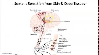 Organization of the nervous system  Part 1  Chapter 46 Guyton [upl. by Pierro327]