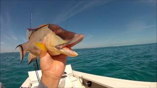 Catching Hogfish on Spinning Gear in Marathon Florida [upl. by Ardnuas685]