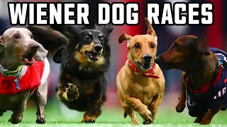 Annual Houston Texans Wiener Dog Races [upl. by Rowland305]