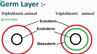 Diploblastic and Triploblastic organization [upl. by Zehc729]