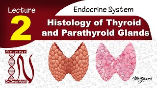 2bHistology of parathyroid glandEndocrine system [upl. by Roane]