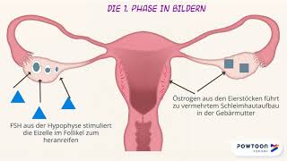 Der Menstruationszyklus  Erklärvideo [upl. by Novad297]