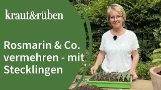 Rosmarin vermehren 🌿 Mittelmeerkräuter über Stecklinge vermehren [upl. by Anayt]