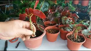 How to propagate begonias 3 easy method you gotta try it Jenis begonia amp 3 cara perbanyakkan [upl. by Elberta542]