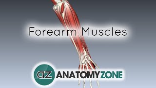 Forearm Muscles Part 1  Anterior Flexor Compartment  Anatomy Tutorial [upl. by Adiahs]