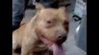 perros pitbull [upl. by Baal]