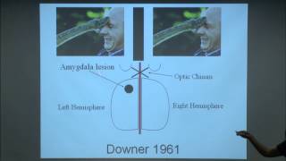 Brain and Behavior  The Neurobiology of Emotion and Stress [upl. by Tonneson116]