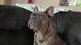 Blue frenchie howling and making funny faces  French bulldog [upl. by Akerdna]