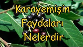 Karayemişin Faydaları Nelerdir [upl. by Arihas]