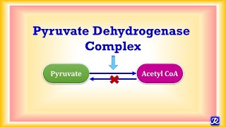 10 Pyruvate Dehydrogenase Complex  Carbohydrate Metabolism 10  Biochemistry  NJOY Biochemistry [upl. by Venus]