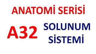 Solunum Sistemi A32  Anatomi Serisi [upl. by Addiel]