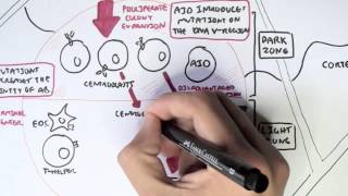 Immunology  Adaptive Immunity B cell Activation Hypermutation and Class Switching Overview [upl. by Pattison]