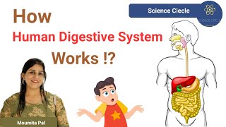 How Human Digestive System works [upl. by Naenej971]