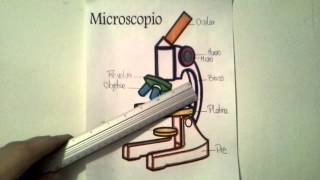 Partes del microscopio [upl. by Ahcurb]