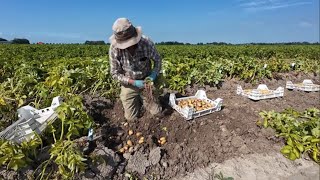 aardappel veredeling 217 oudere jaars klonen en opbrengst van hybride uit zaad TPS [upl. by Daffie]