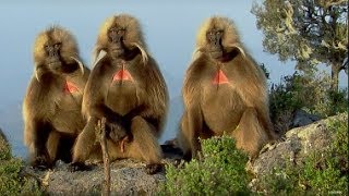 Defending a Monkey Harem  Clever Monkeys  BBC Earth [upl. by Ohl]