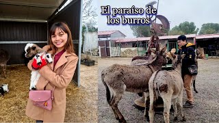 Burrolandia el último refugio de los burros y otros animales en Madrid [upl. by Kazmirci]