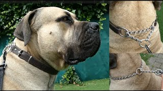 Tools and collars I use for my Boerboel [upl. by Nosnarb]