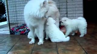 Cachorros de Samoyedo con 6 semanas Samoyed Samojede Samoyède [upl. by Berliner132]