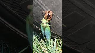 Cicada Freshly Molted [upl. by Esaj]