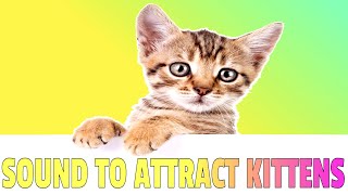 Sounds that attract Kittens  Meow to make kittens come to you [upl. by Crowley]