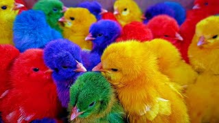 Catch Cute Chickens Colorful Chickens Rainbow Chickens Rabbits Cute CatsDucksAnimals Cute [upl. by Enitnatsnoc392]