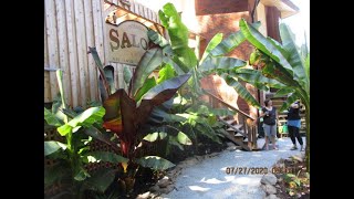 Red Abyssinian Banana growing on Salt Spring Island [upl. by Ettevol]