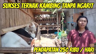 Sukses Ternak Kambing Tanpa Ngarit Pendapatan 250 Ribu perhari [upl. by Eednar]