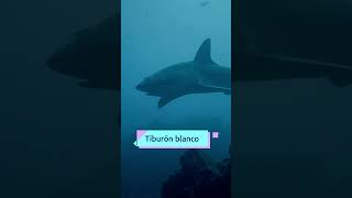 ¿Cuántas especies de tiburones crees que existen 🦈​​ [upl. by Aihsad837]