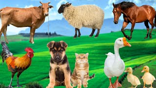 Farm Animal Sounds  Cows Sheep Ducks Dogs Cats  Animal Discovery [upl. by Ainesy]