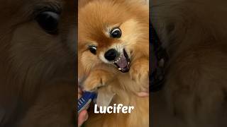 😡 Angry Barbacita Chronicles pomeranian lucifer shorts [upl. by Duff]