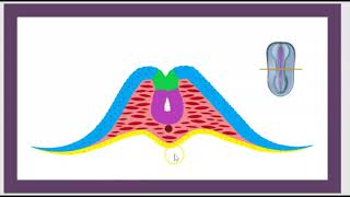 Neural crest Cells Neurocristopathie Waardenburg DiGeorge Syndrome Frontonasal dysplasia 3 minutes [upl. by Remo]