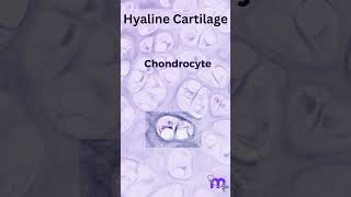 Histology of Hyaline Cartilage [upl. by Allemap]